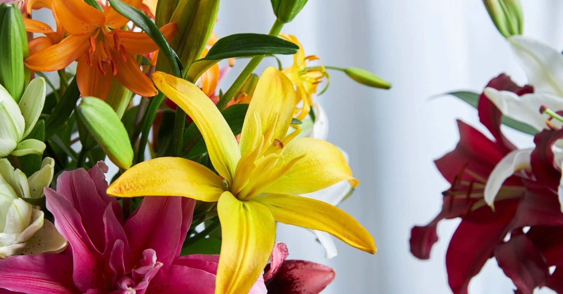 旬の花を美しく飾るには？｜ユリの魅力とスタイリング5選｜FLOWER 