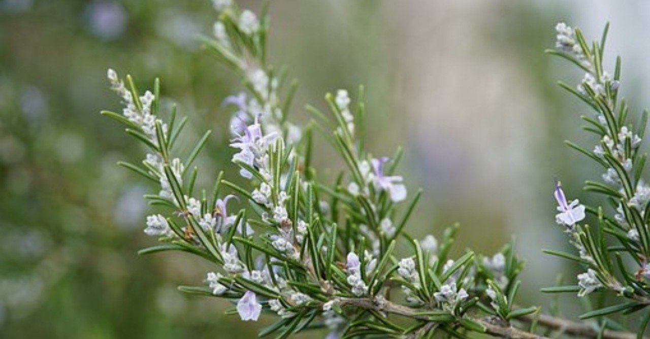 Rosemaryって名前にした理由 Rosemary Note Rosemaryって名前にした理由 Rosemary Note