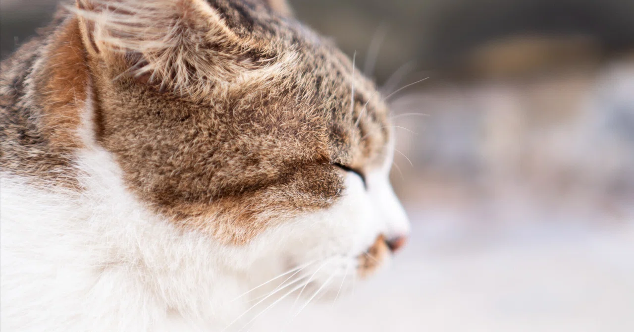 猫に会いに行く②｜maaaa