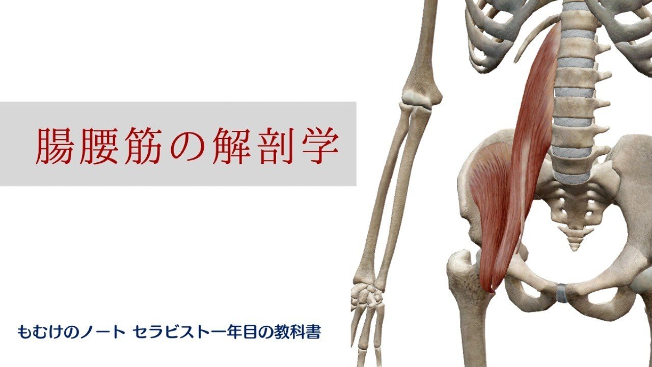 臨床で使える腸腰筋 腸骨筋 大腰筋 の知識 森元塾 国家試験対策 Note 臨床で使える腸腰筋 腸骨筋 大腰筋 の知識 森元塾 国家試験対策 Note