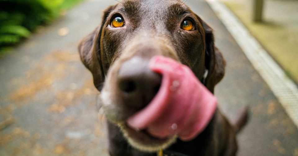 犬が飼い主の鼻の穴だけではなく足や手を舐める理由はストレスmax状態だから ココアとちび Note