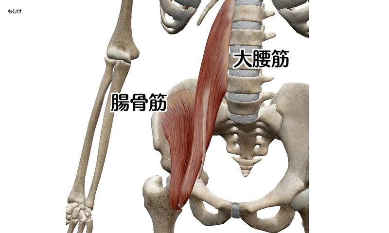 臨床で使える腸腰筋 腸骨筋 大腰筋 の知識 森元塾 国家試験対策 Note 臨床で使える腸腰筋 腸骨筋 大腰筋 の知識 森元塾 国家試験対策 Note