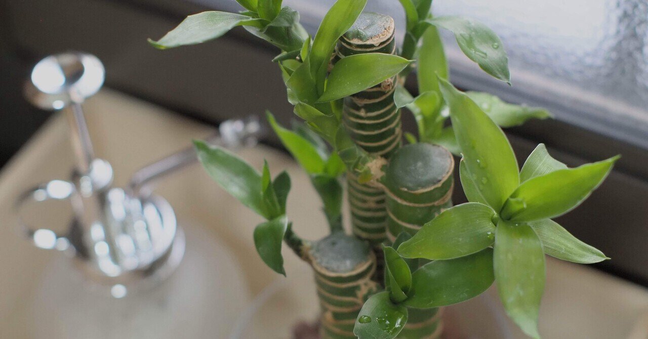 Music of the Plants U1「植物の音楽」装置 MSUIC OF THE PLANTS | Kackey@dabigtree OFFICIAL SITE