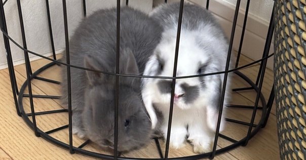 うさぽんについて｜うさぽん