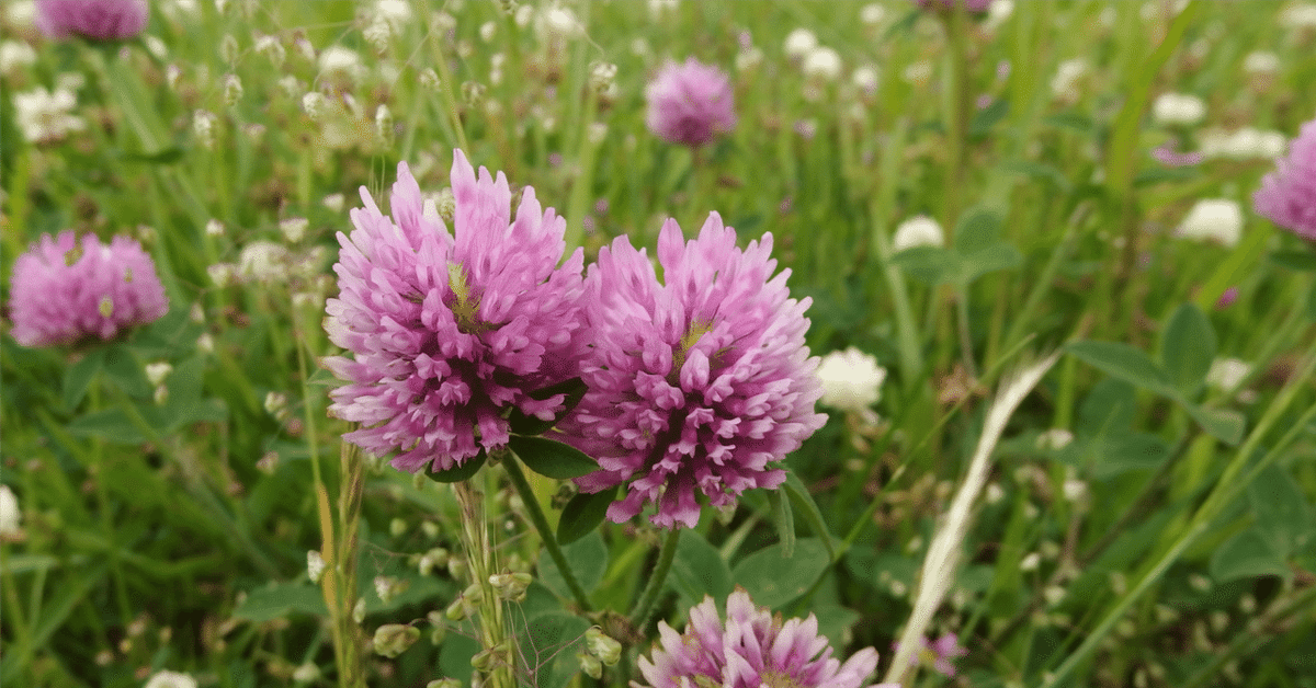 愛と死のジーンズ ペンギン文庫 オリジナルコミックス➉ 著 井上まゆみ