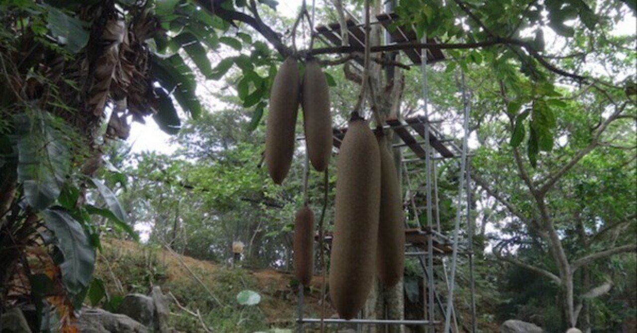 ソーセージノキ ソーセージノキ（ソーセージの木） (Kigelia africana)の特徴