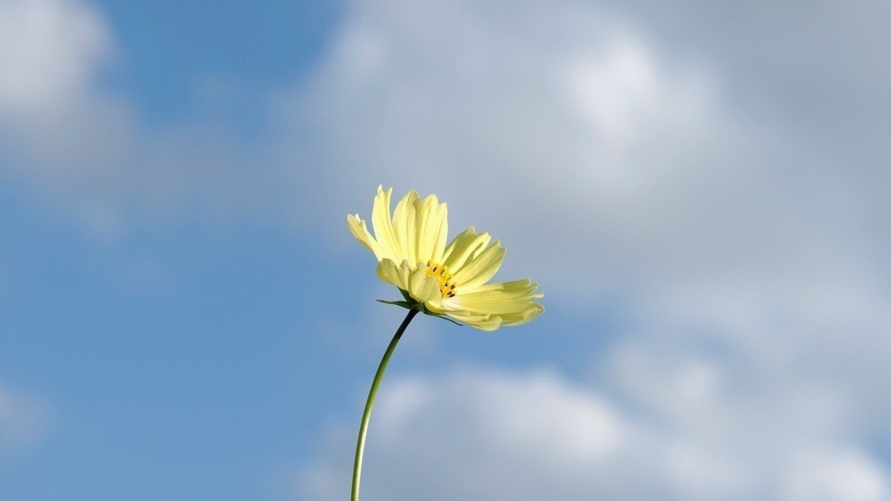 夢野幻太郎 蕚 の歌詞について１万字くらい解釈を語る サガタアマネ Note