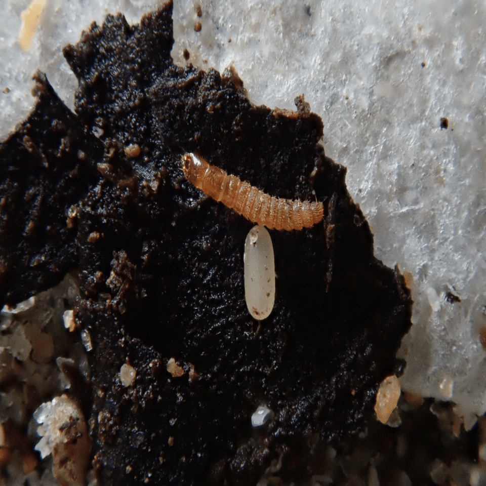 ミイデラゴミムシ1齢幼虫と卵｜トモロウ