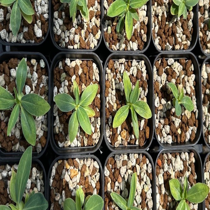 ロンギツベルクローサ 実生 中株 E.ロンギツベルクローサ（実生） 24 – TaiShoDo ONLINE SHOP