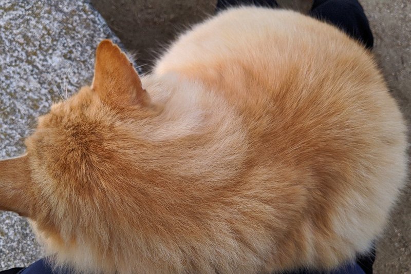 猫 On ひざ In 尾道 Inumos Note 猫 On ひざ In 尾道 Inumos Note