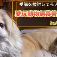 長毛種にはコレが最適 ピンブラシの使い方徹底解説 ドッグライフサポーター 獅子パパ Note 長毛種にはコレが最適 ピンブラシの使い方徹底解説 ドッグライフサポーター 獅子パパ Note