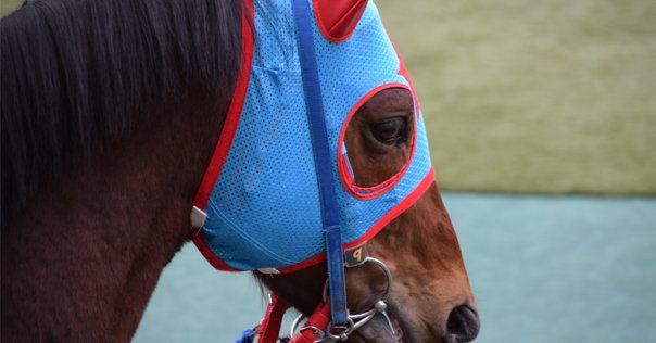 馬の瞳を見つめて 馬の瞳を見つめて - 《蓑虫屋》 競馬専門古書店
