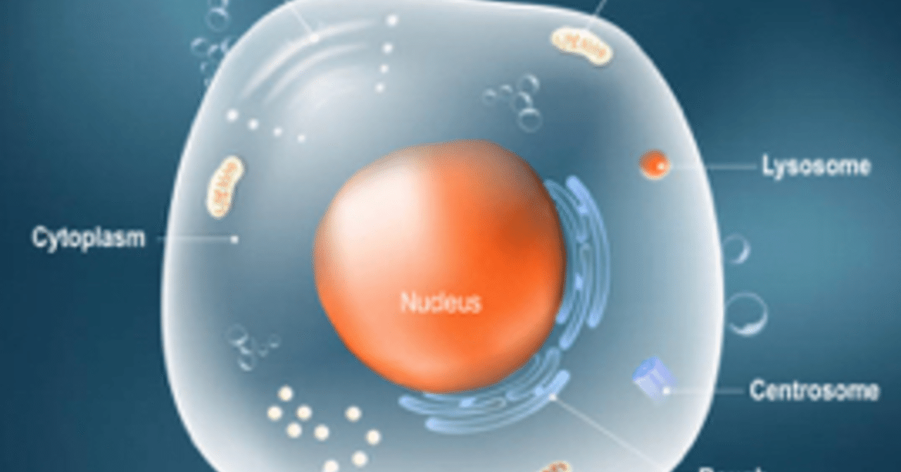 話題の筋肥大トレ 細胞核オーバーロードについて マツケン 筋肉 心理 健康 Note