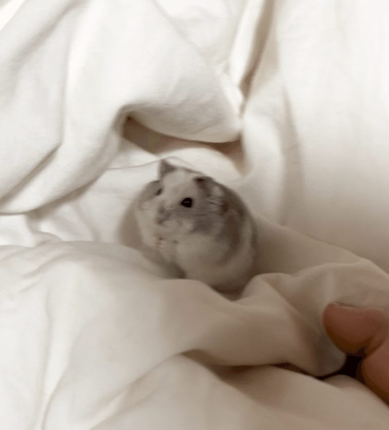 ハムスターだって人間と一緒の命｜ちくわ日和