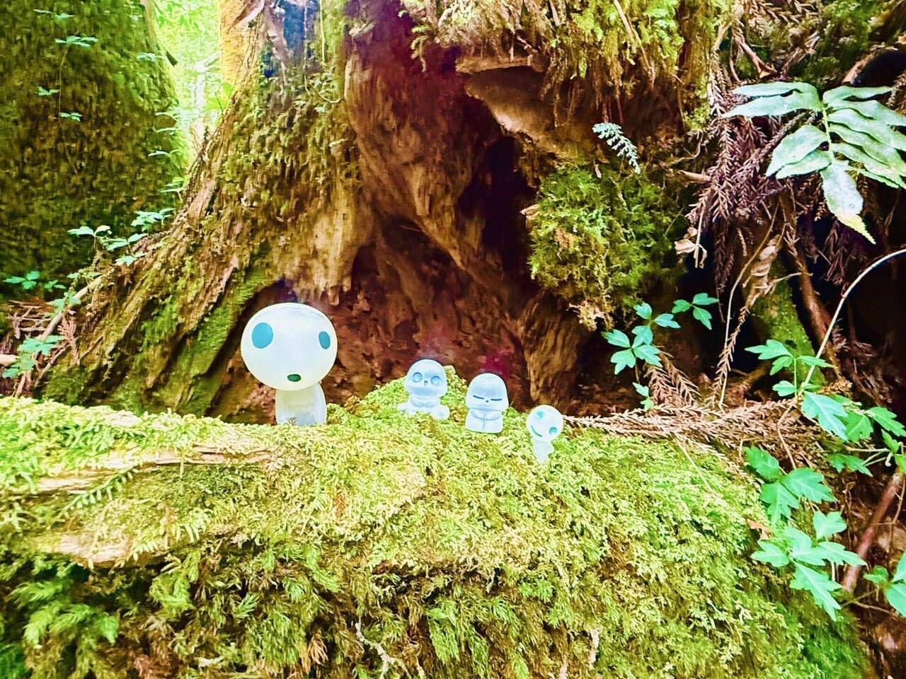 屋久島 西海 門 ハイ これだけでわかる『初心者の屋久島観光ガイド』〜体験を元にした