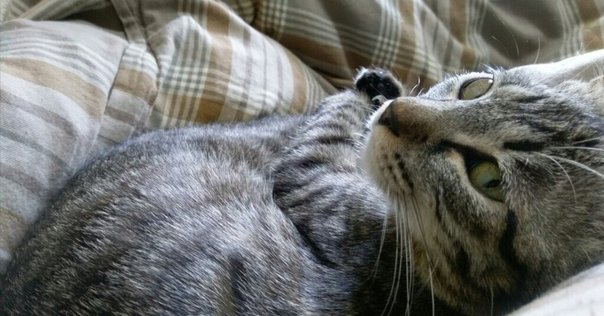 【サイン本】もう一度　猫と暮らしたい　見汐麻衣 もう一度 猫と暮らしたい | 見汐麻衣 |本 | 通販 | Amazon