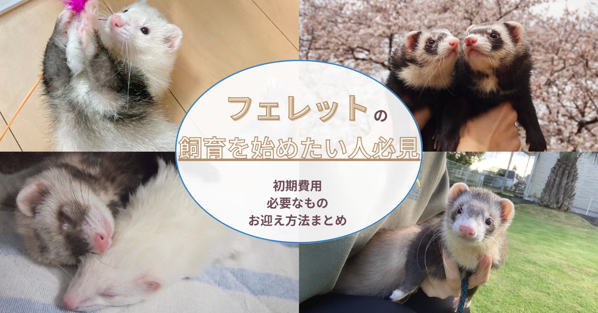 直取限定】フェレット飼育開始セット