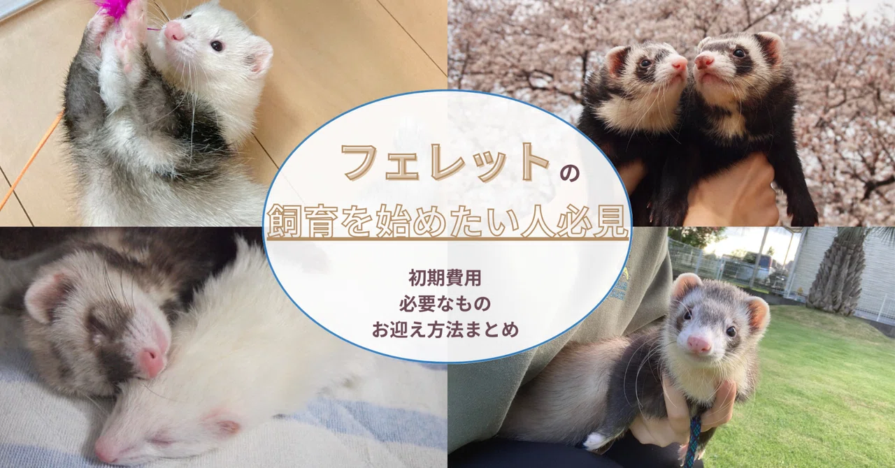 🐾フェレットの飼育を始めたい人へ🐾 初期費用・必要なもの・お迎え