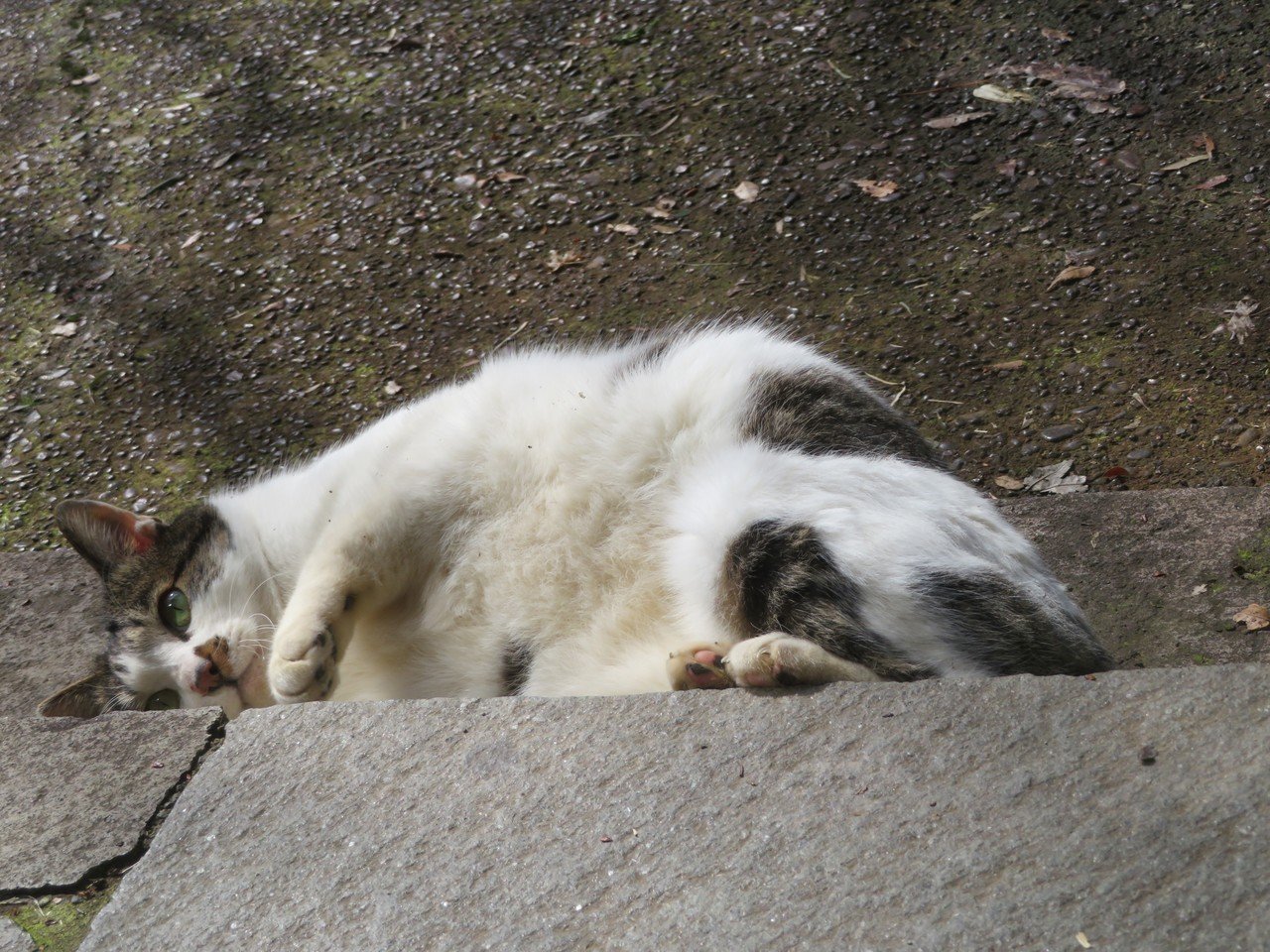 ほぼ庭仕事の週末です 足袋猫 Note ほぼ庭仕事の週末です 足袋猫 Note