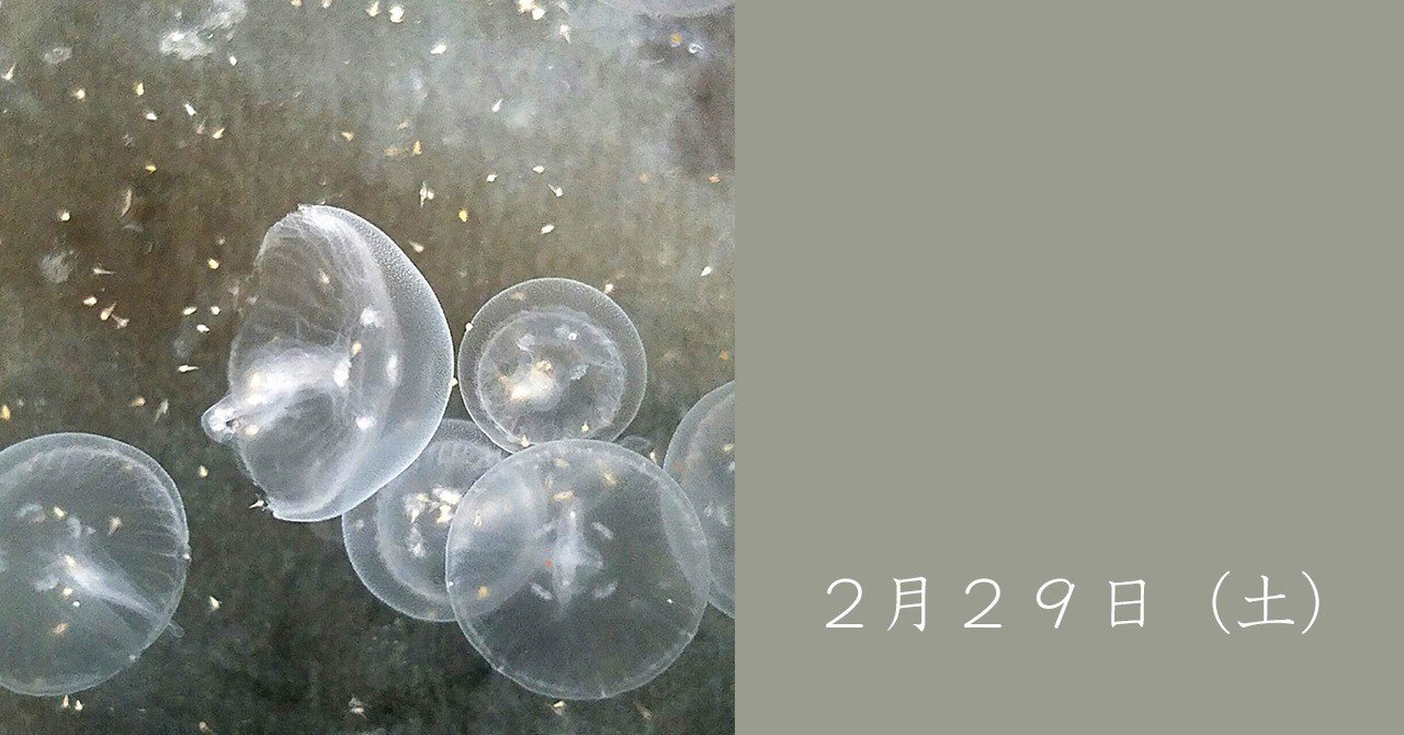 クラゲは植物みたい Saya Note