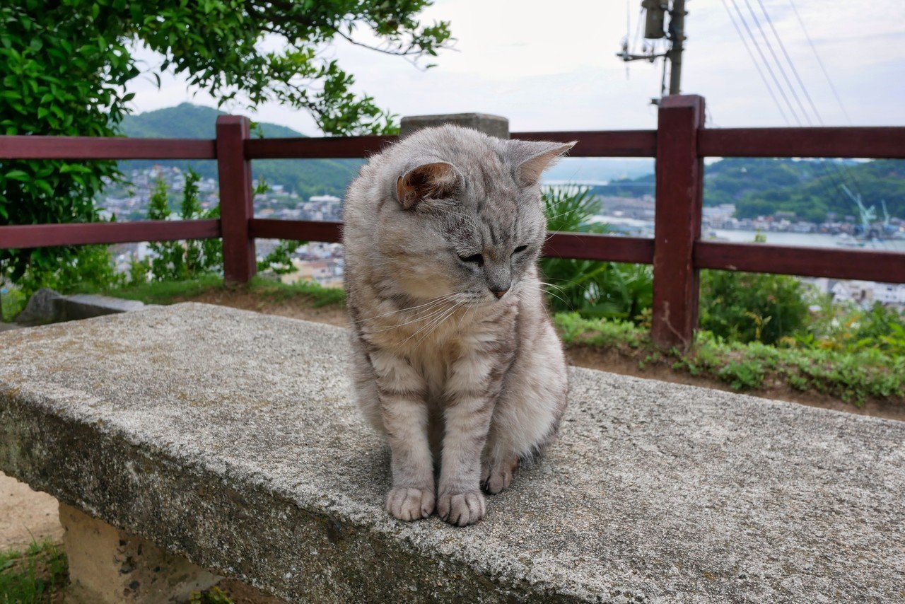 猫 On ひざ In 尾道 Inumos Note 猫 On ひざ In 尾道 Inumos Note