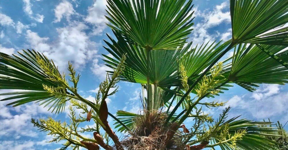 日本のヤシの木 リゾート気分が味わえる南国の植物！ヤシの木の生態と知られざる健康力