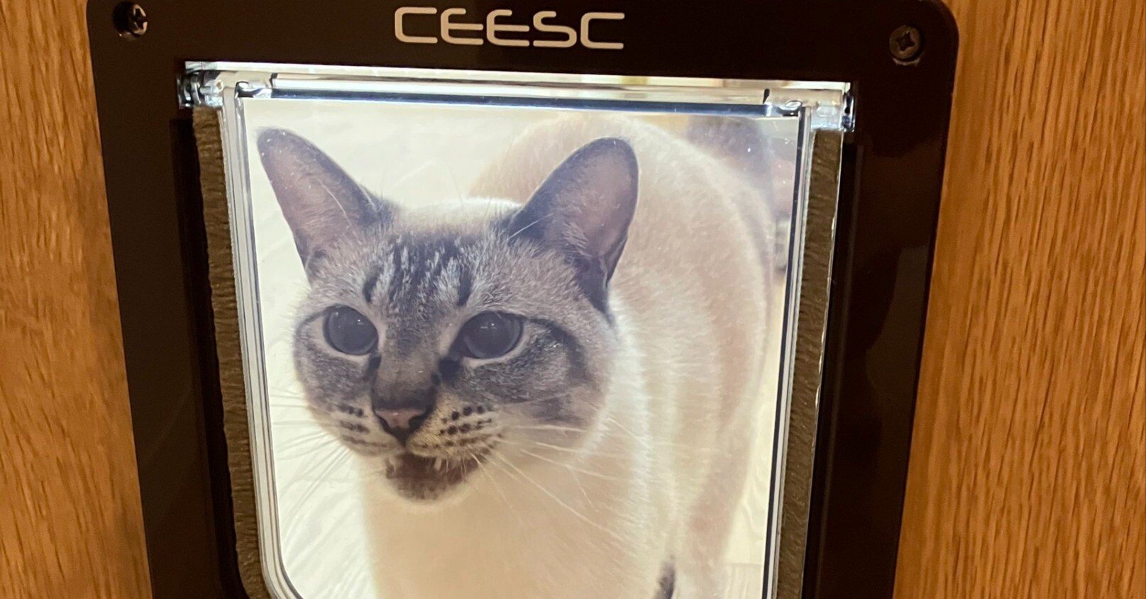 ドアの通り方が分からニャい「開けて～！」と必死に訴える猫ちゃんの姿