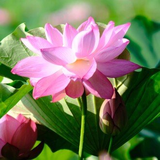 CANON LENS 50mm F1.8 Lマウント　作例あり Canon 50mm F1.8 Lマウントが修理から戻ってきた - 晴れ時々