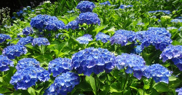 紫陽花 ♪ 紫陽花 マクロフィラシリーズ | tsumugi．