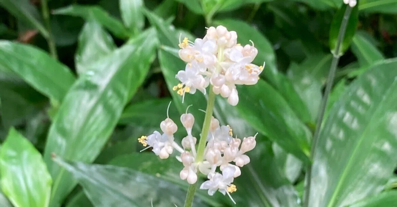 散歩で出会う草花 ヤブミョウガ（藪茗荷）｜ 碧（みどり）