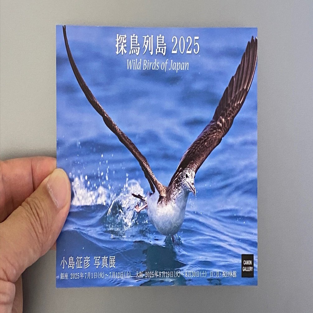 大島哲以「求愛する小鳥」異色幻想画家の初期作品。これほどの作品は