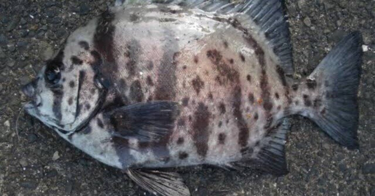 魚の剥製 海の魚 58cm イシガキタイ 時計付き 魚の剥製 海の魚 58cm イシガキタイ 時計付き