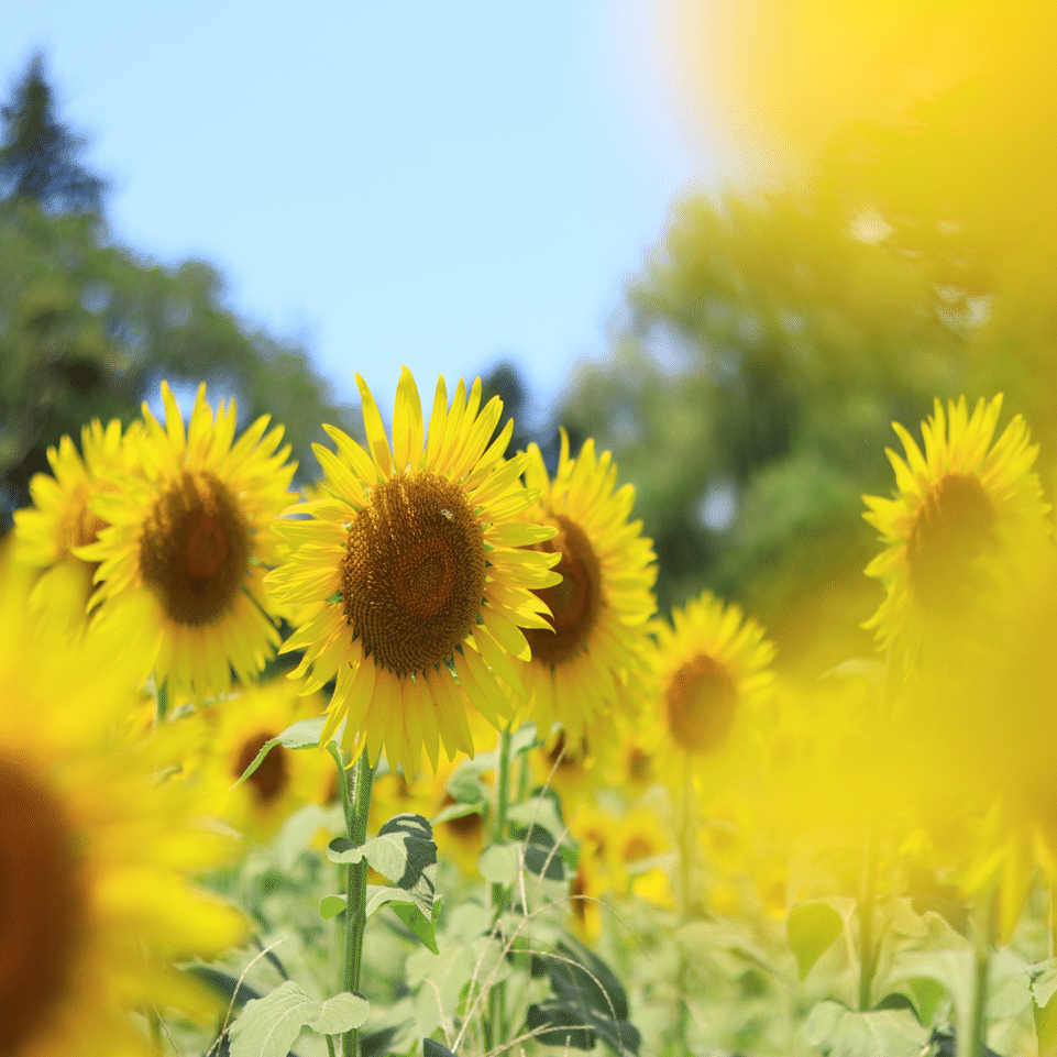 ひまわりが主役 〜7月14日「ひまわりの日」〜｜D.STYLE