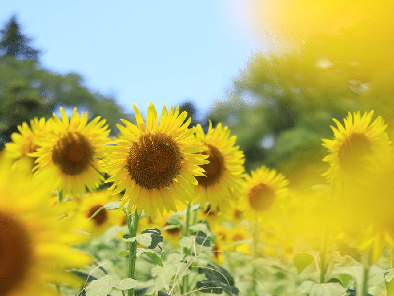 ひまわりが主役 〜7月14日「ひまわりの日」〜|D.STYLE ひまわりが主役 〜7月14日「ひまわりの日」〜|D.STYLE