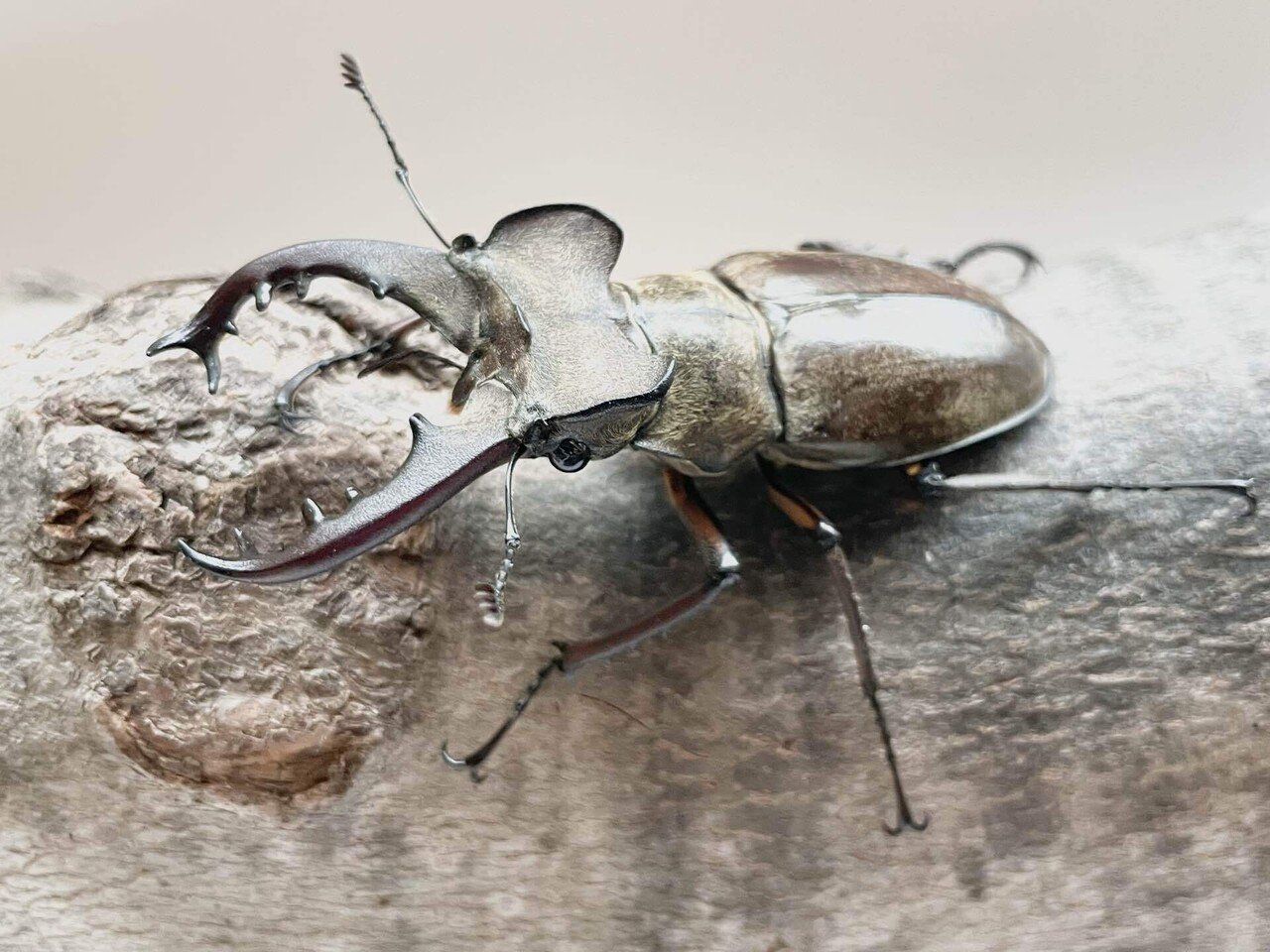 イベントや採集など｜Yezo_Dorcus