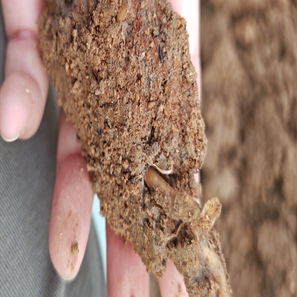 元、水田にアボカドを植える｜河内農園