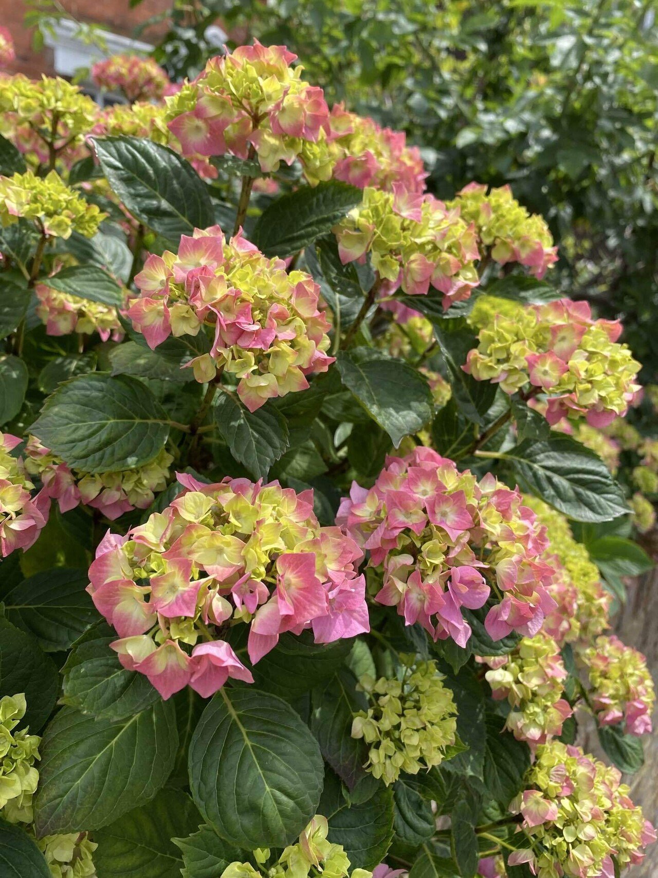 レモンパイ 紫陽花『深海の色』薔薇咲きジャスミン♪ 楽天市場】予約販売 アジサイ 深海の色 7.5cmポット 加茂 KAMO