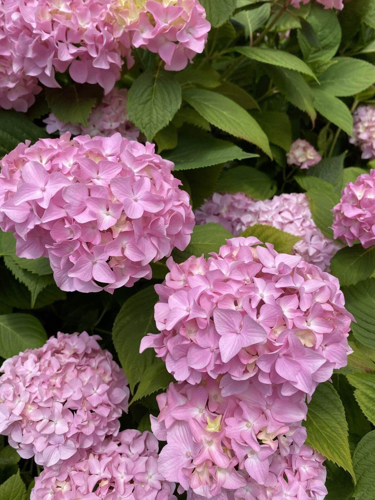 ロンドンで初夏を知らせてくれる紫陽花＆薔薇。｜Natsumi🌍️