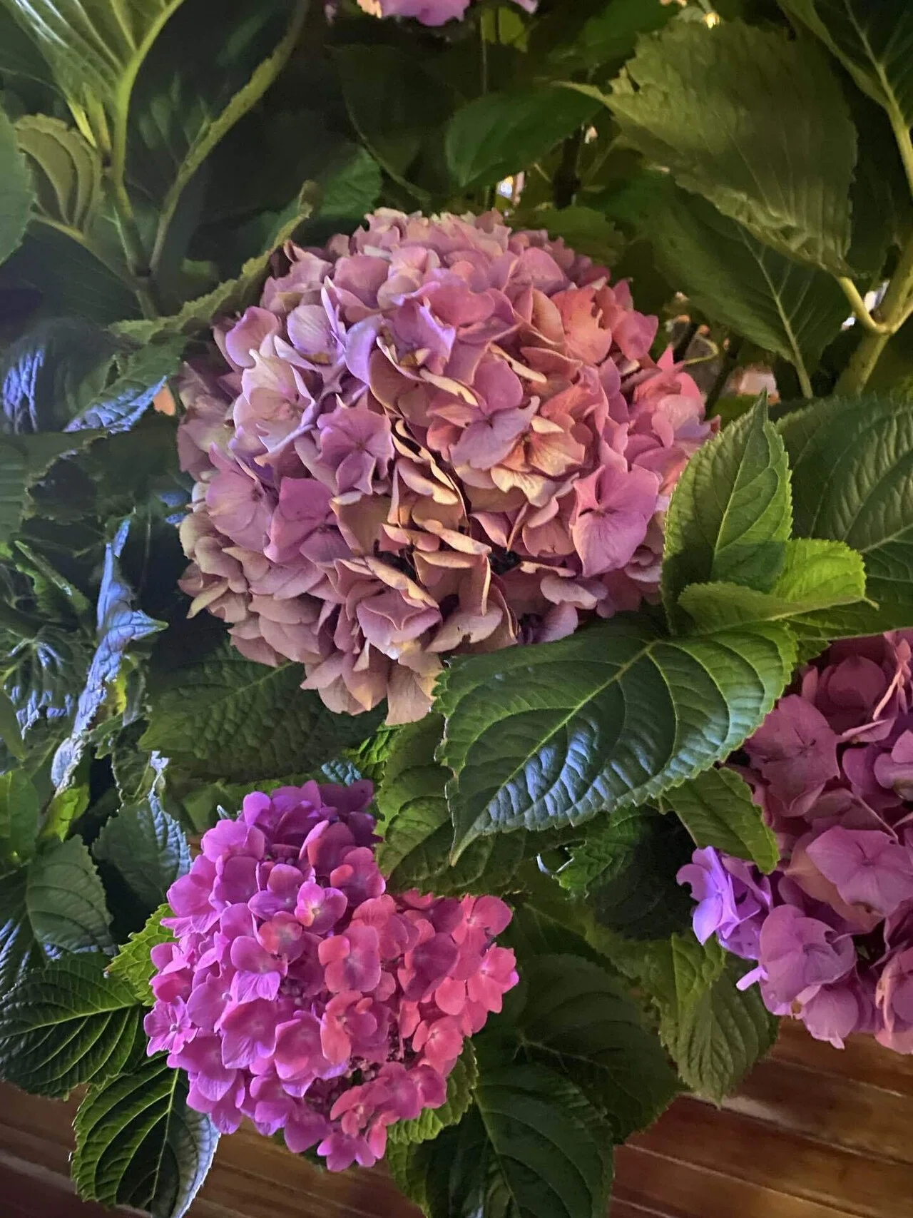 ロンドンで初夏を知らせてくれる紫陽花＆薔薇。｜Natsumi🌍️