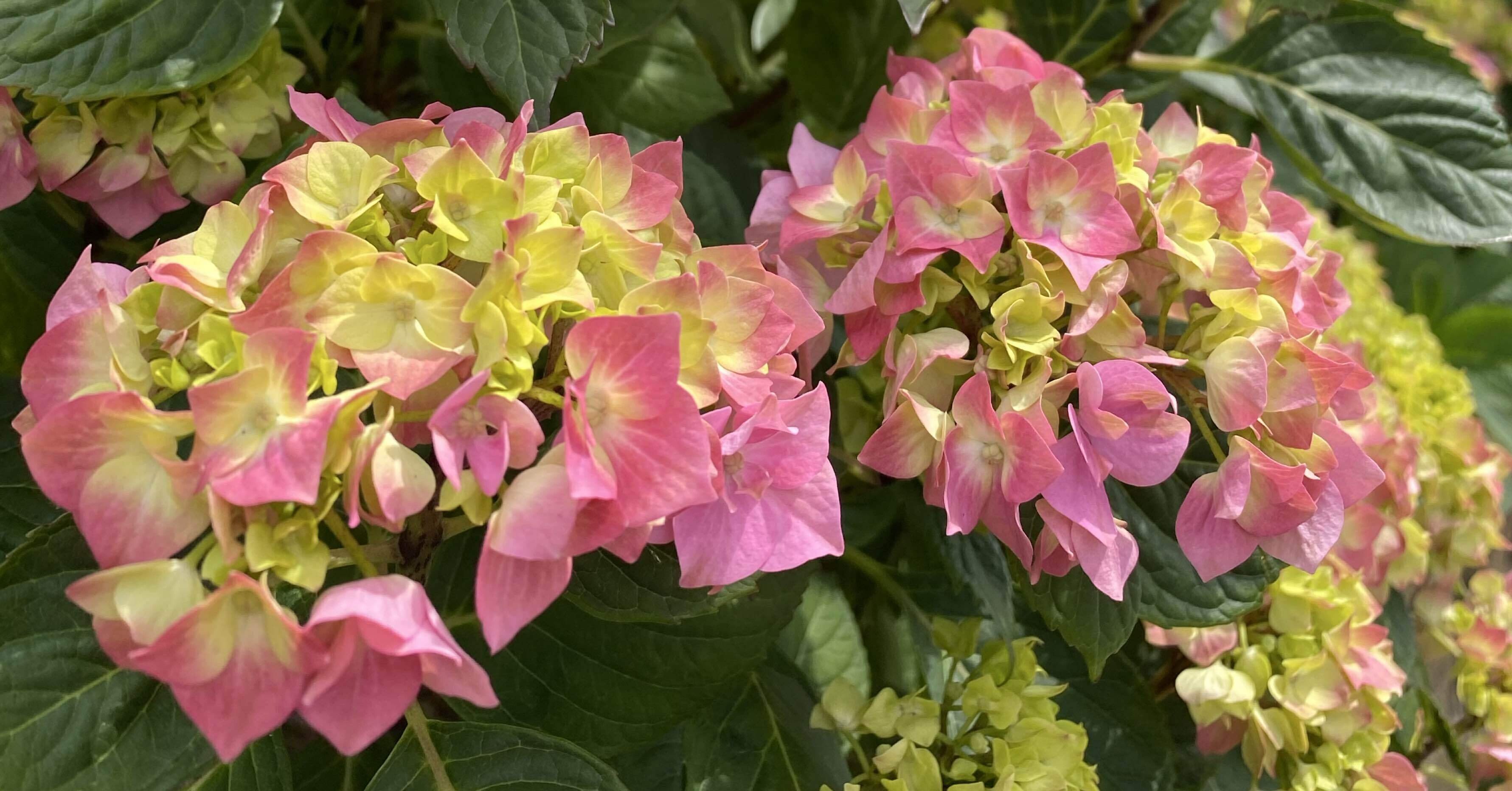 ロンドンで初夏を知らせてくれる紫陽花＆薔薇。｜Natsumi🌍️