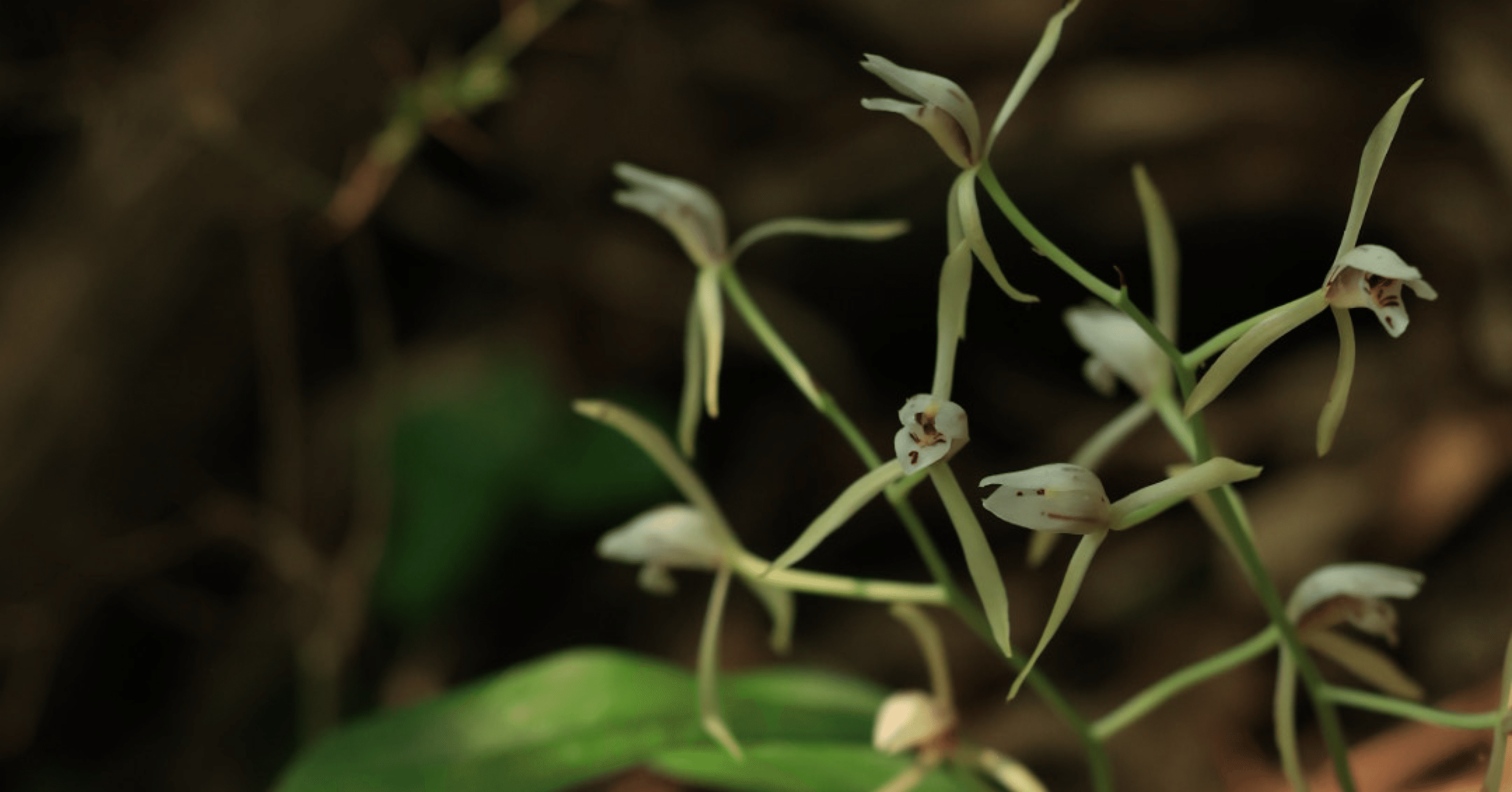 自然界のランのすばらしさをあなたにも見せたい｜白夜草🌱