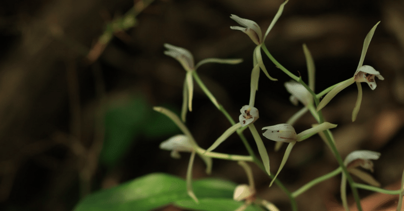 山野草図鑑 - 野生ラン｜白夜草🌱｜note