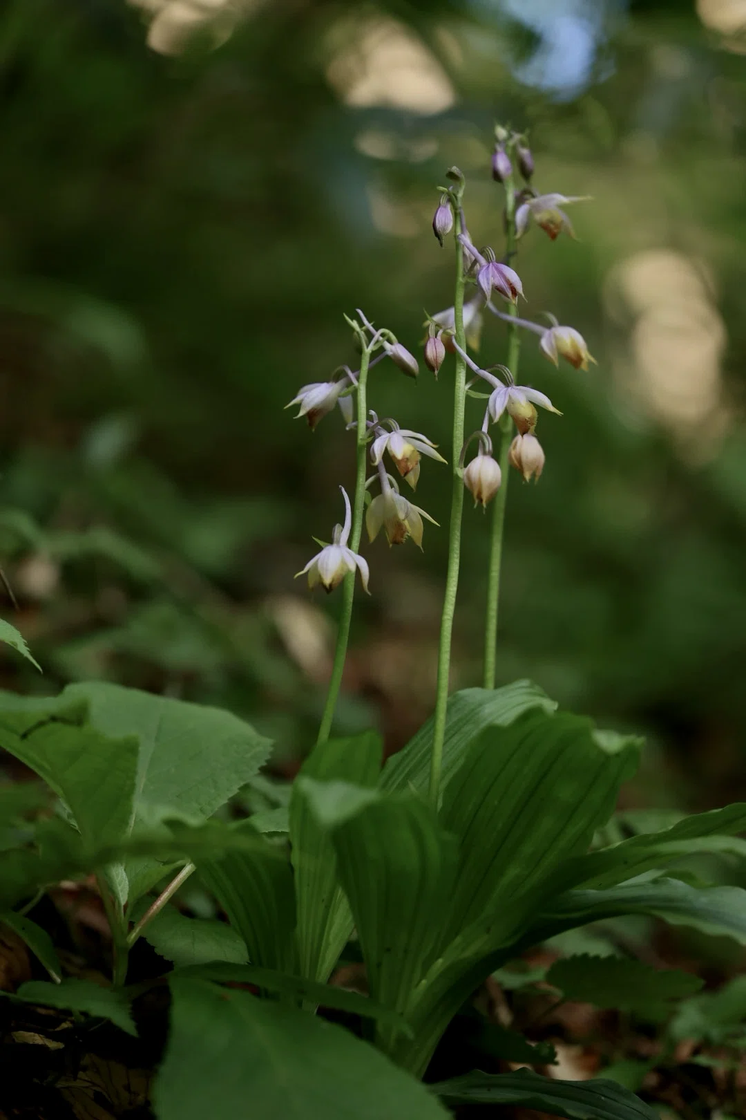 自然界のランのすばらしさをあなたにも見せたい｜白夜草🌱