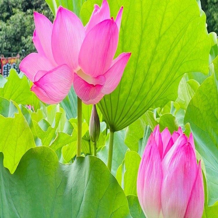 上野不忍池の蓮の花 2025｜ミント