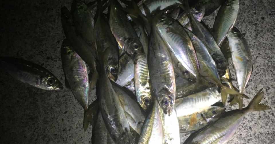 渋い厳寒期に差がつくアジングテクニック Tatsuya Aji Note