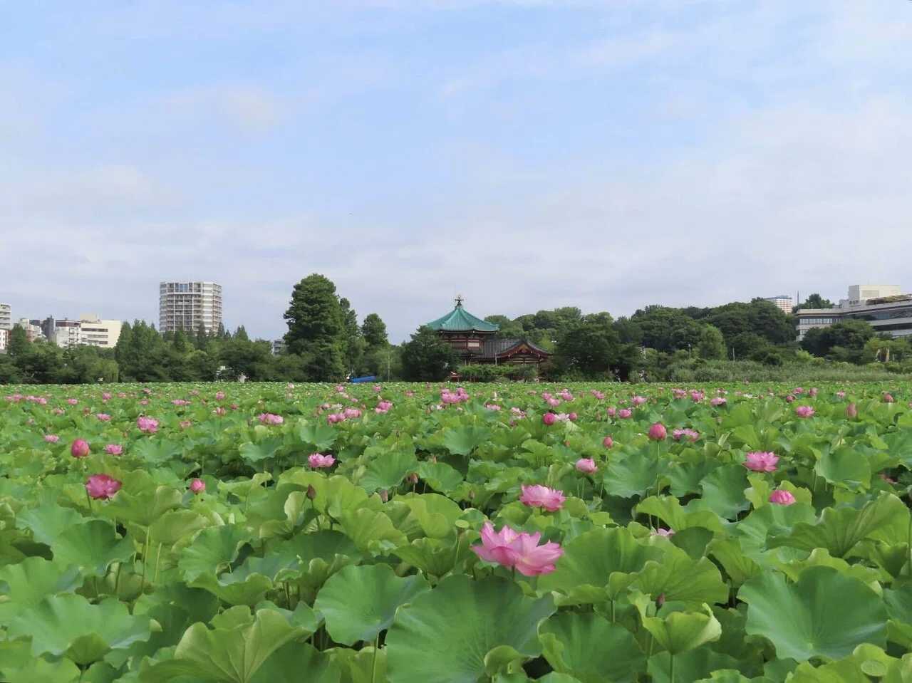 不忍池の蓮の様子（7月12日撮影）｜上野案内所