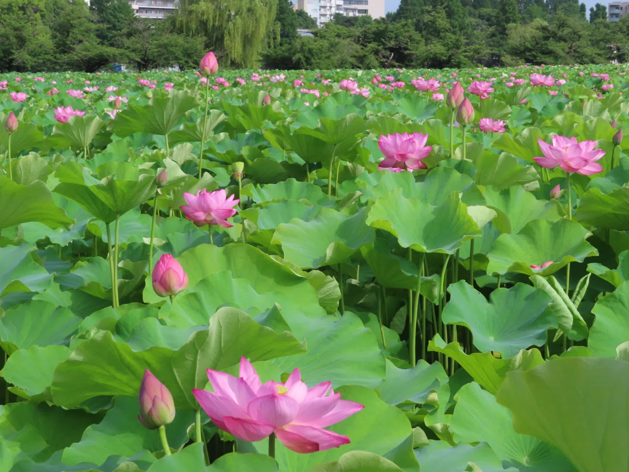 不忍池の蓮の様子（7月12日撮影）｜上野案内所
