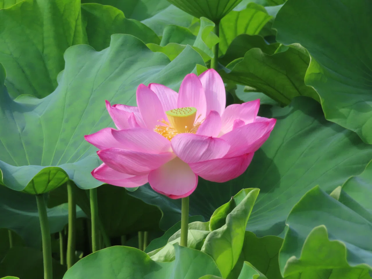 不忍池の蓮の様子（7月12日撮影）｜上野案内所