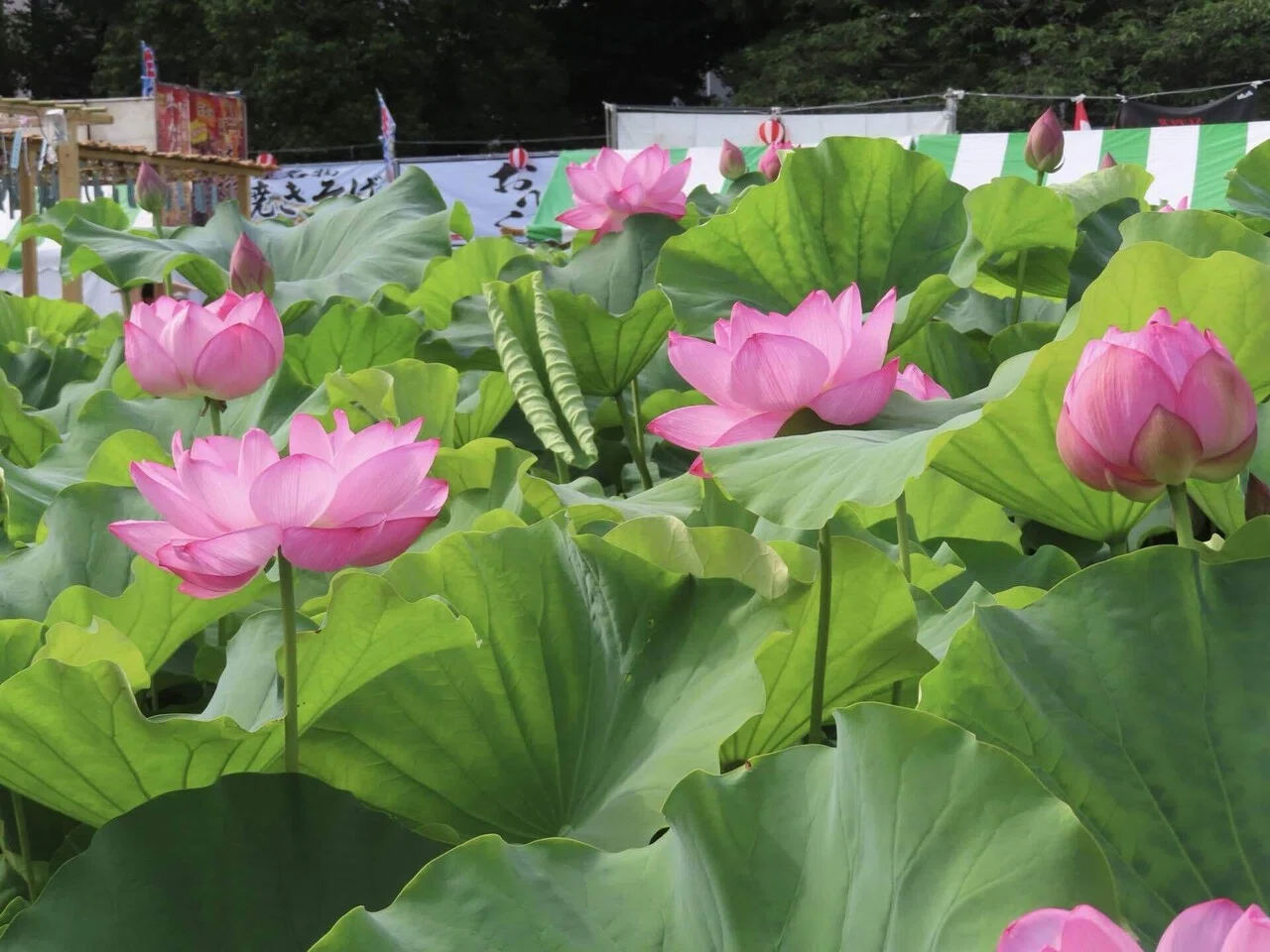 不忍池の蓮の様子（7月12日撮影）｜上野案内所