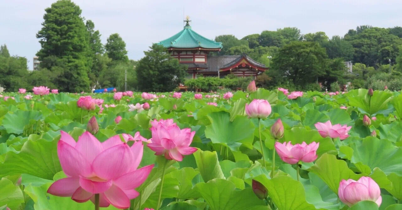 不忍池の蓮の様子（7月12日撮影）｜上野案内所